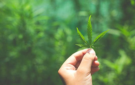 A Beginner’s Guide to Hemp Clothing - Cannabie