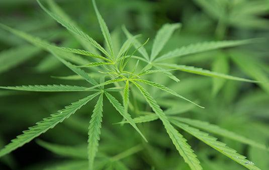 Industrial Hemp : A New Fabric in the Game - Cannabie