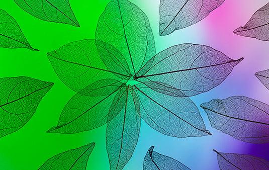 Hemp : A Stigma No More - Cannabie